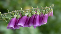 FOXGLOVE