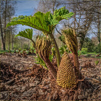 GIANT RHUBARB (GUNNERA) EMERGING IN SPRING