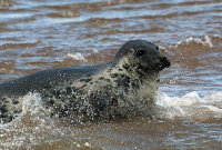 GREY SEAL, NORFOLK