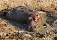 HIPPO IN THE MUD, ZAMBIA