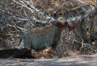 HYAENA WITH KILL