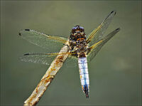 KEELED SKIMMER ORTHRETUM COERULESCENS