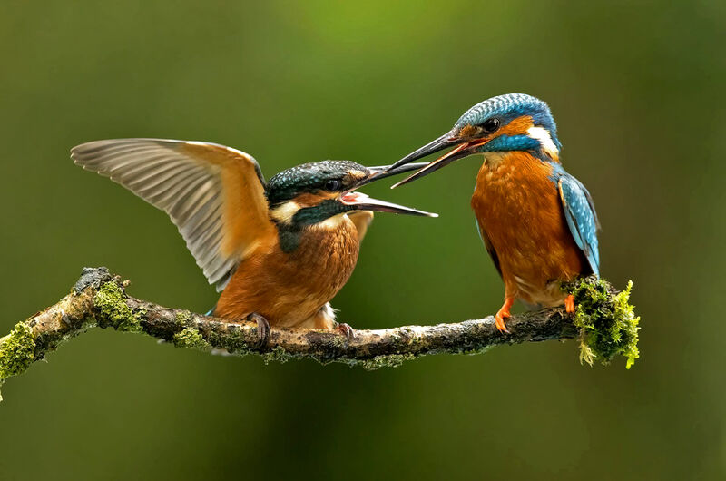 KINGFISHERS (Alcedo atthis)