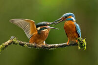 KINGFISHERS (Alcedo atthis)