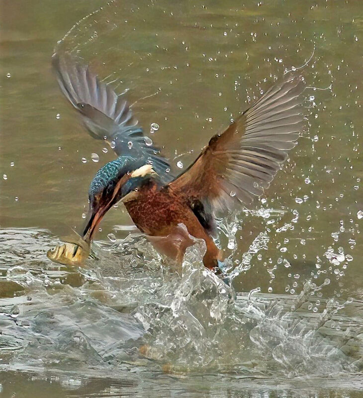 KINGFISHER (Alcedo atthis)