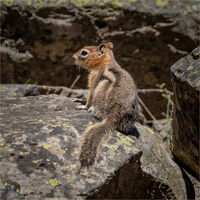 LEAST CHIPMUNK (Neotamias minimus)