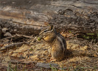 LUNCHTIME FOR A LEAST CHIPMUNK (TAMIAS MINIMUS)
