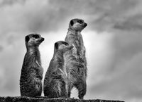 MEERKAT TRIO