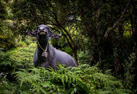 NEPALESE MOUNTAIN BUFFALO