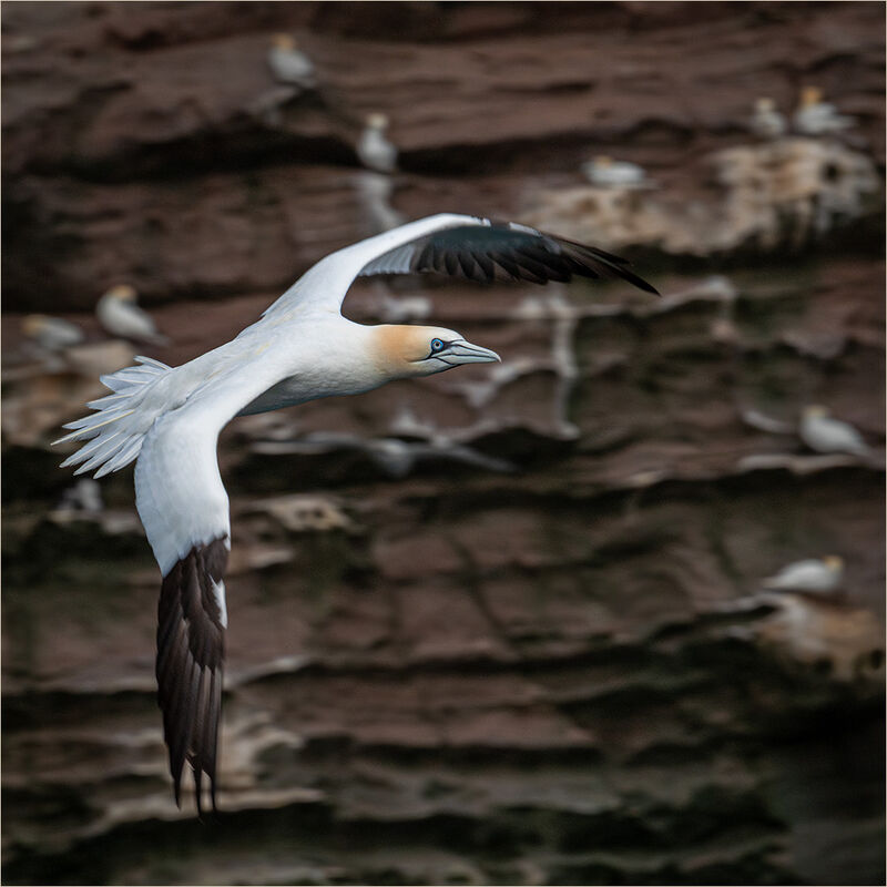 NORTHERN GANNET FLYPAST (MORUS BASSANUS)