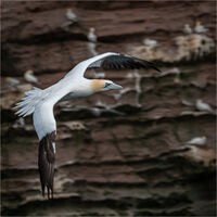 NORTHERN GANNET FLYPAST (MORUS BASSANUS)