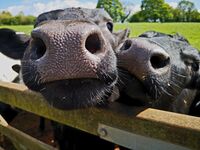 NOSEY COWS