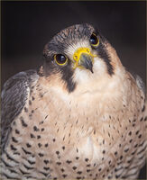 OH PLEASE, JUST ONE LITTLE MOUSE