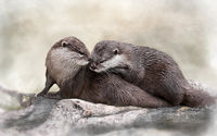 OTTER PUPS