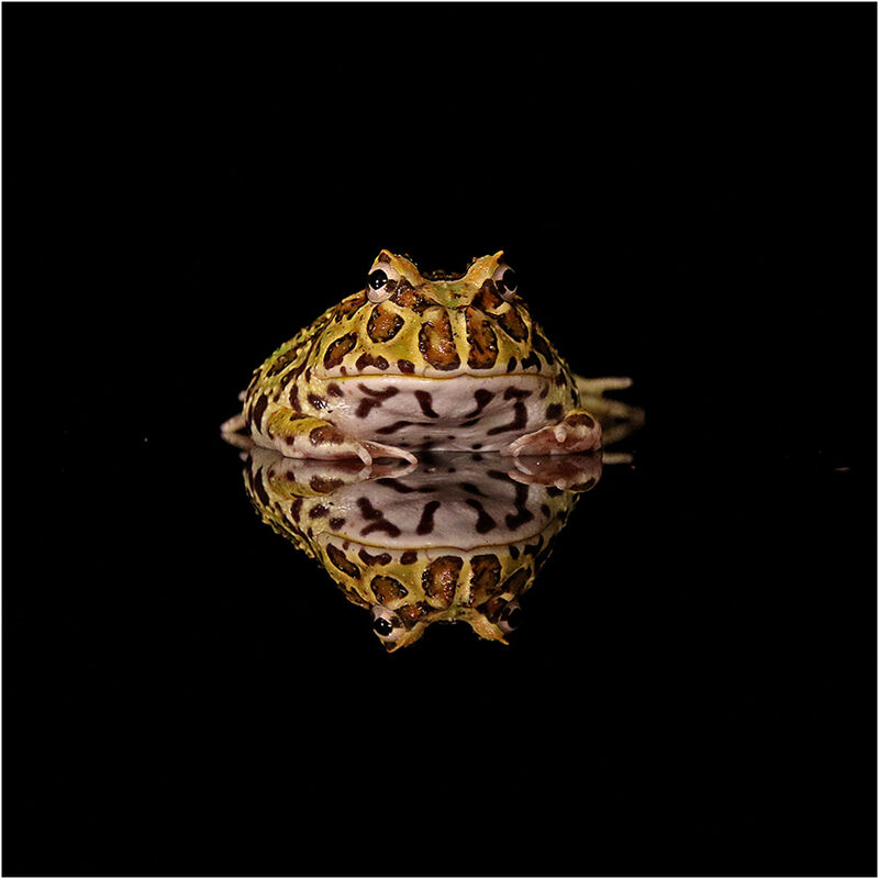 PACKMAN FROG REFLECTION (Ceratophrys cranwelli)