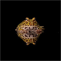 PACKMAN FROG REFLECTION (Ceratophrys cranwelli)