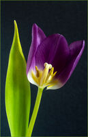 PURPLE TULIP INTERIOR