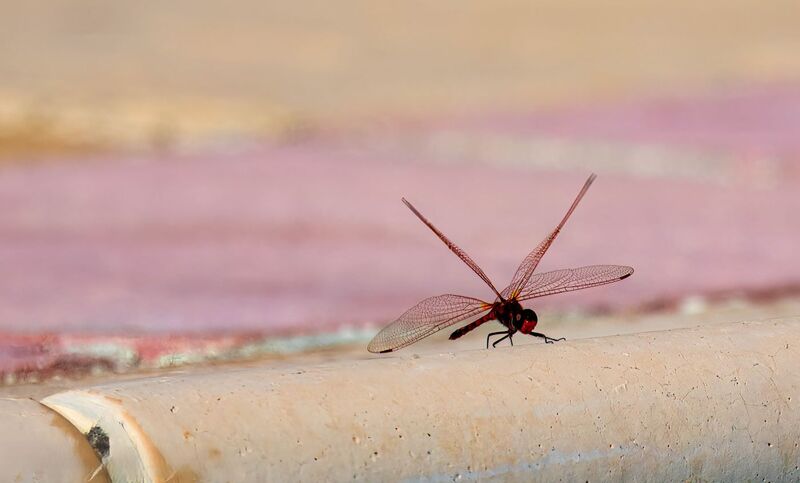 RED DRAGONFLY (SYMPETRUM FONSCOLOMBI)