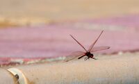 RED DRAGONFLY (SYMPETRUM FONSCOLOMBI)