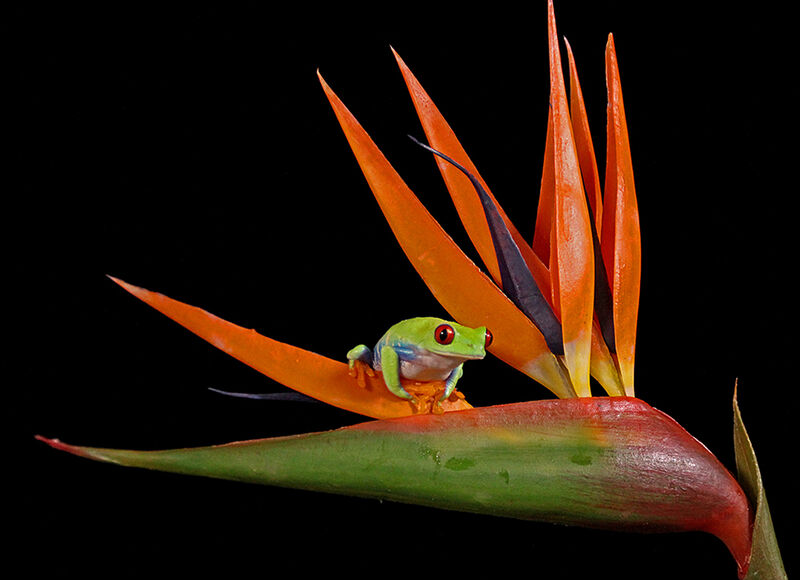 RED EYED TREE FROG (Agalychnis callidryas)