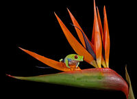 RED EYED TREE FROG (Agalychnis callidryas)