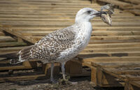 SCAVENGING HERRING GULL LARUS ARGENTATUS
