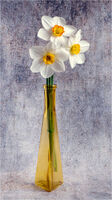 SHADES OF SPRING
