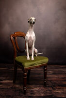 SIT!