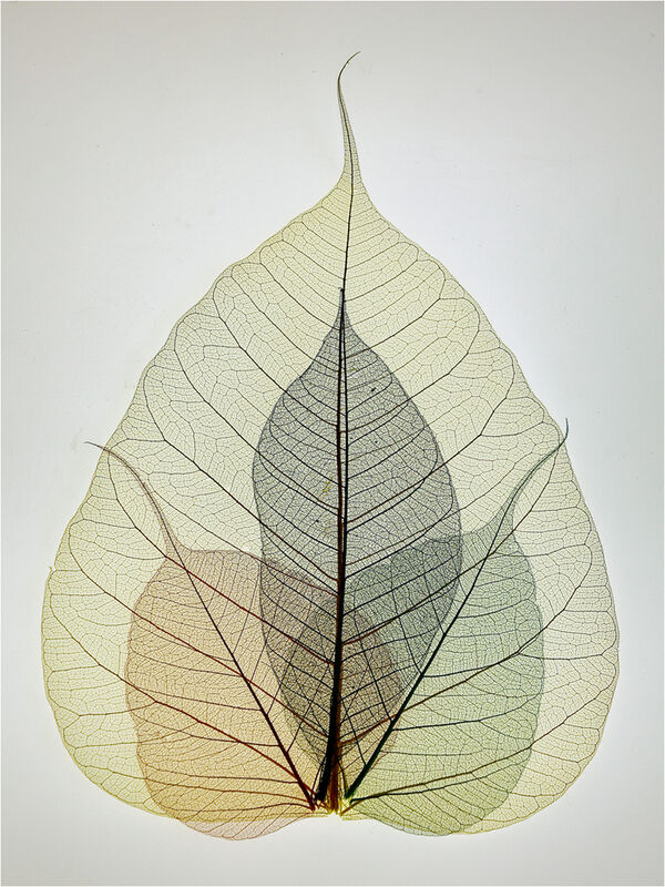 SKELETAL LEAVES 3