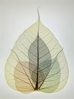 SKELETAL LEAVES 3