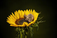 SUNFLOWER VISITOR