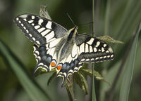 SWALLOWTAIL BUTTERFLY PAPILIO MACHOON
