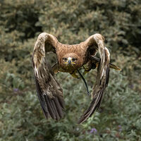 TAWNY EAGLE (AQUILA RAPAX) APPROACHING