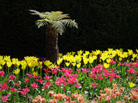 TULIPS AND PALM