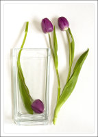TULIPS & VASE