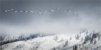 WHITE PELICANS IN GRAND TETONS NATIONAL PARK