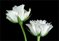 WHITE ROSE BUDS