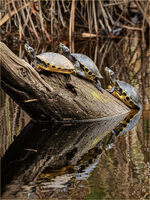 YELLOW-BELLIED SLIDERS (TRACHEMYS SCRIPTA SCRIPTA)