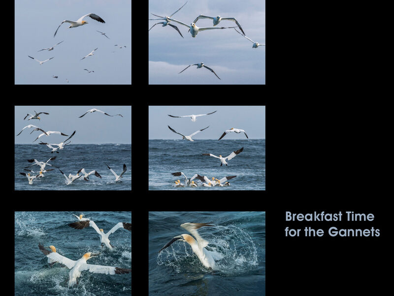 BREAKFAST TIME FOR THE GANNETS