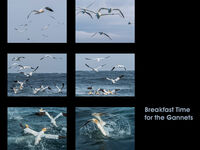 BREAKFAST TIME FOR THE GANNETS