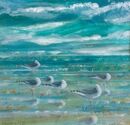 Common Gulls