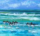 Oystercatchers vii