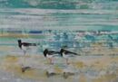 Oystercatchers at High Tide