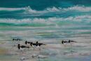 Oystercatchers at High Tide 2.
