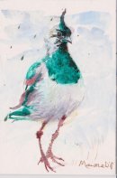 Peewit