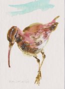 Whimbrel