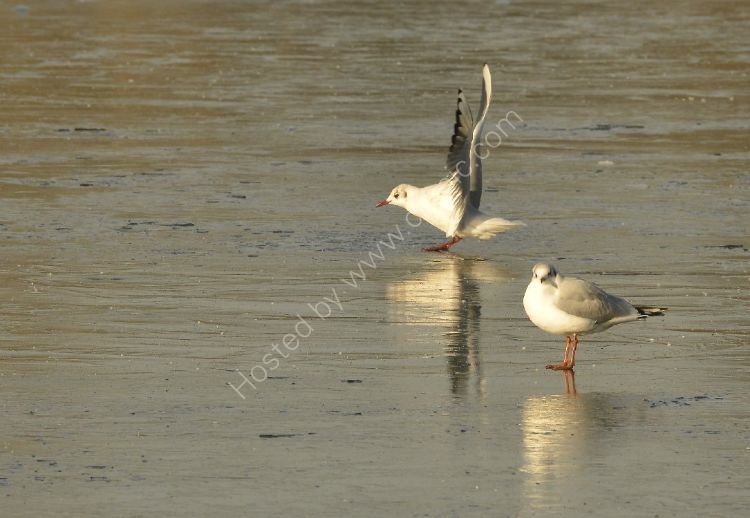 Bird - Common Gull (Larus canus) in winter plumage - Acrobatics do not impress the other gull
