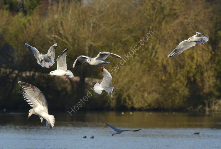 Bird - Common Gull (Larus canus) in winter plumage - Aerial Ballet