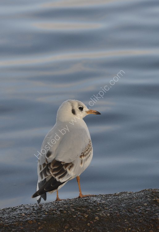 Bird - Common Gull (Larus canus) in winter plumage - At the edge of the loch