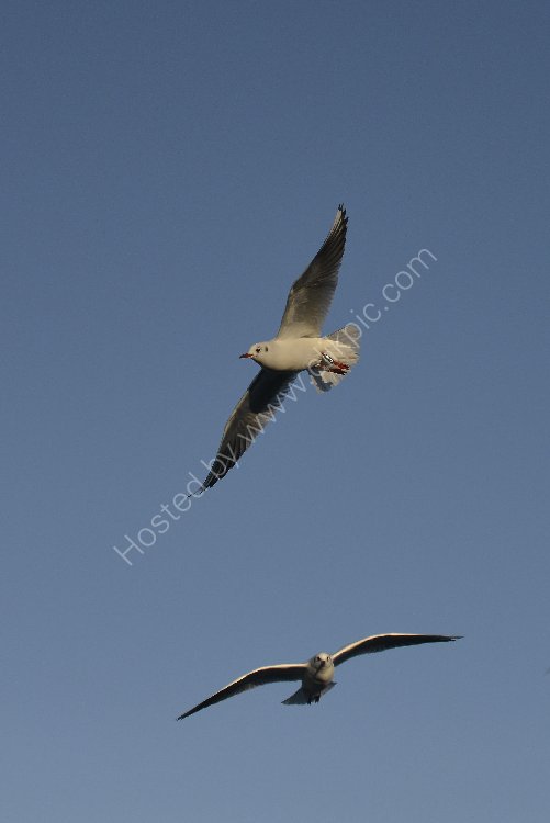 Bird - Common Gull (Larus canus) in winter plumage - Seagulls High
